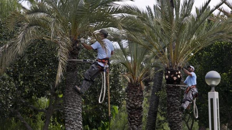 Los palmereros municipales dejan de subir a las palmeras altas por la cuerda