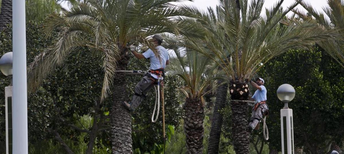 Los palmereros municipales dejan de subir a las palmeras altas por la cuerda