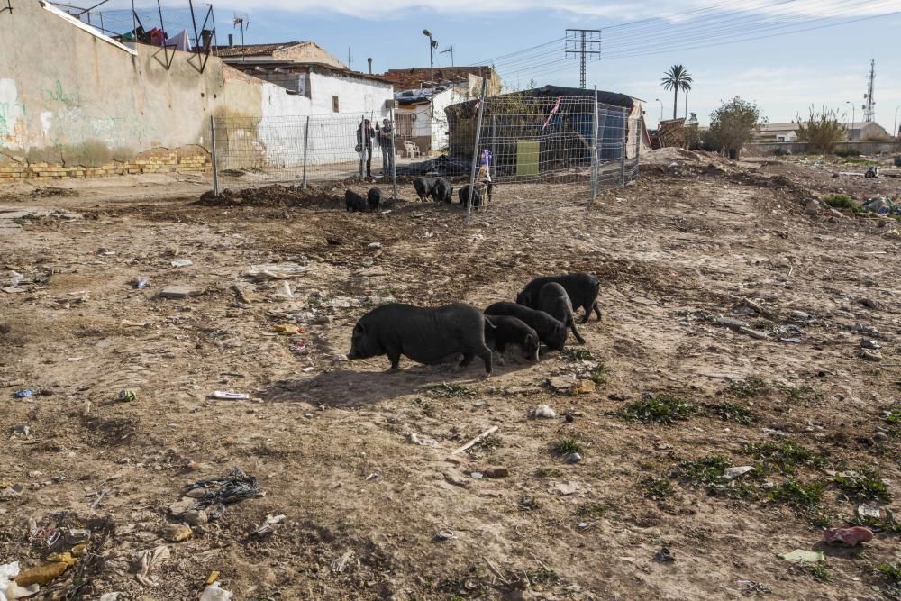 El gobierno local pretende acabar con la colonia de cerdos vietnamitas.