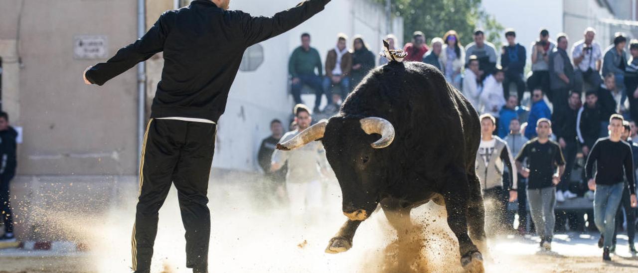 Sant Vicent Ferrer nutre los &quot;bous al carrer&quot;