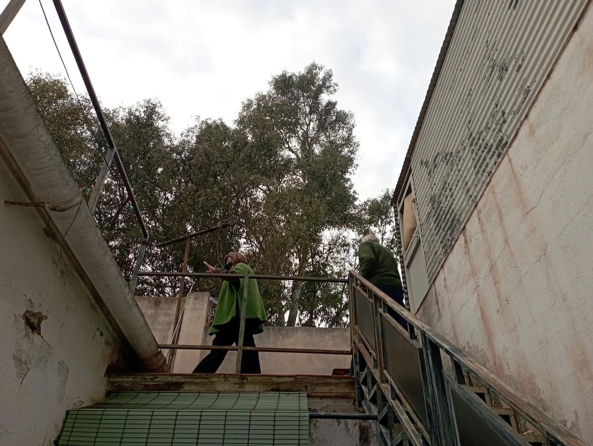 Vista de los eucaliptos desde el acceso al tejado de una de las casas de la calle Pintor Enrique Florido.