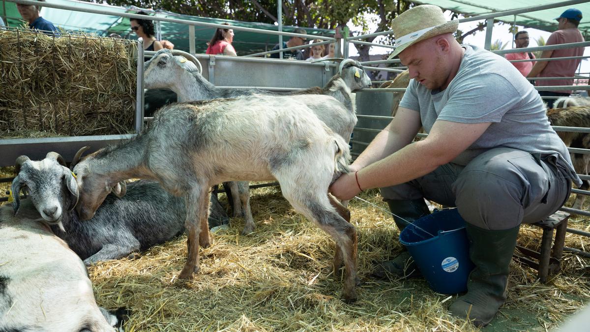 Ordeñada de cabras durante una feria de ganado en la Granja del Cabildo