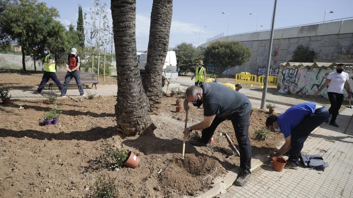 Celebran el Día de Europa sembrando más de 200 plantas arbustivas en Palma