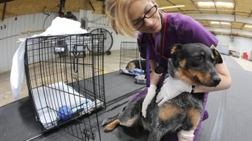 Rescatan a decenas de mascotas tras el tornado de Oklahoma