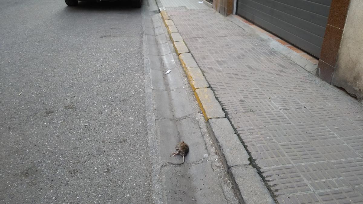 Una rata en una calle de Zamora capital.