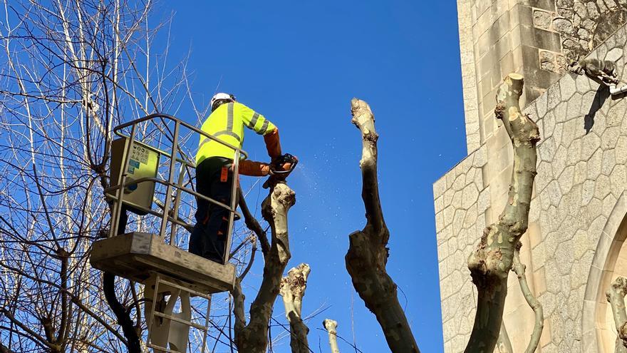 Esporles impulsa un nuevo plan de control del arbolado