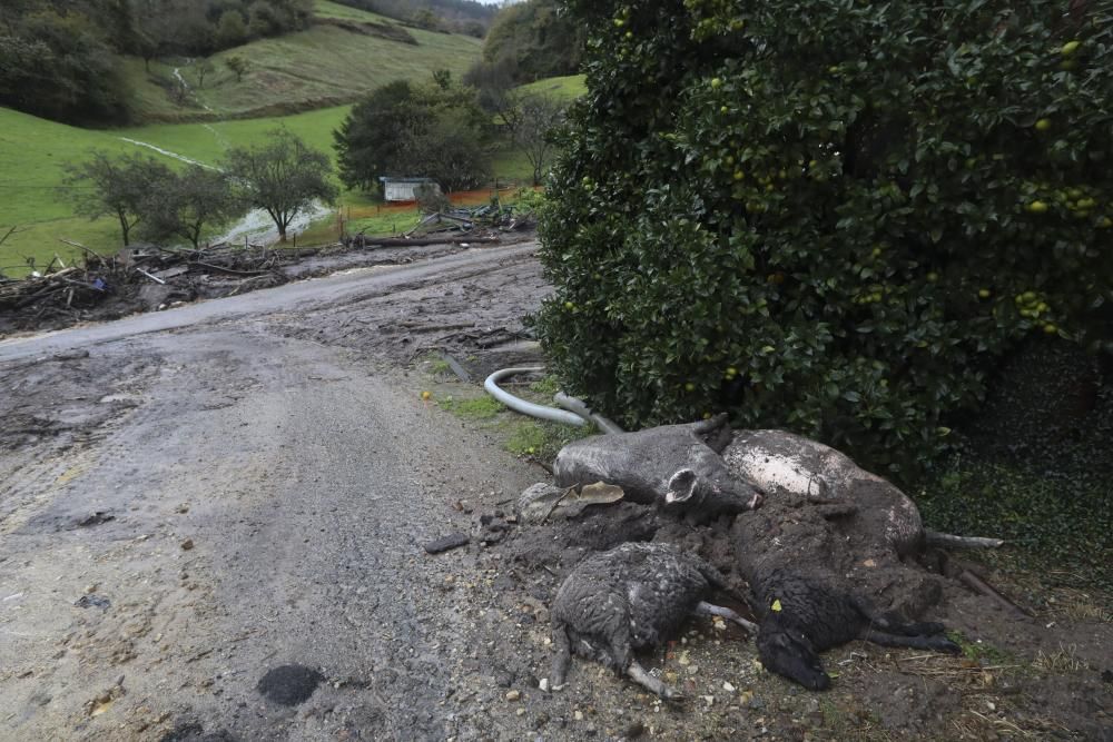 Temporal en Asturias: Un argayo sepulta una ganadería en Salas