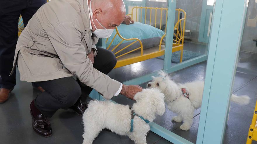 Castilla y León apuesta por las mascotas y su beneficio para la salud mental
