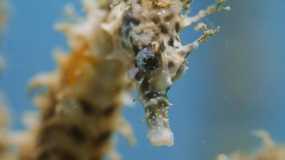 Caballitos de mar de película frente al hotel Vela de Barcelona