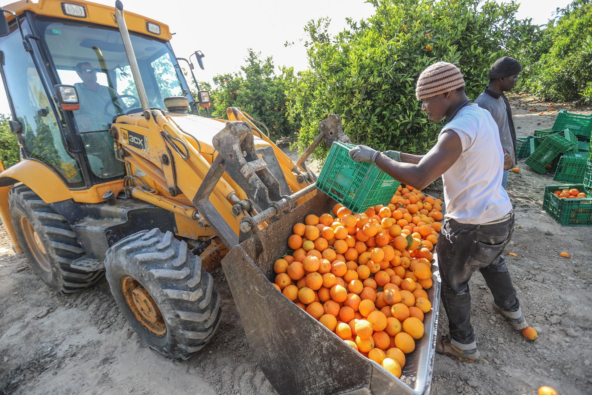 Cinco toneladas de naranjas sin salida se regalarán en la concentración contra el recorte del Tajo-Segura