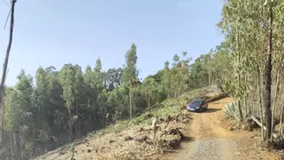 'Pillan' a un persona talando eucaliptos con una motosierra en plena alerta por incendios en Gran Canaria