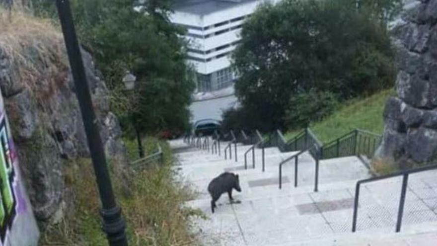 Un jabalí, de paseo junto al Tartiere