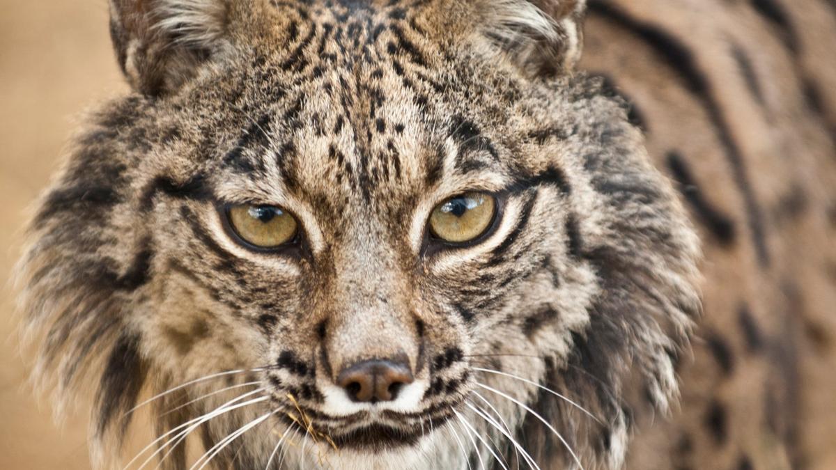 Lince ibérico Exposición Viajar y Junta de Andalucía