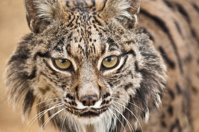 Lince ibérico Exposición Viajar y Junta de Andalucía