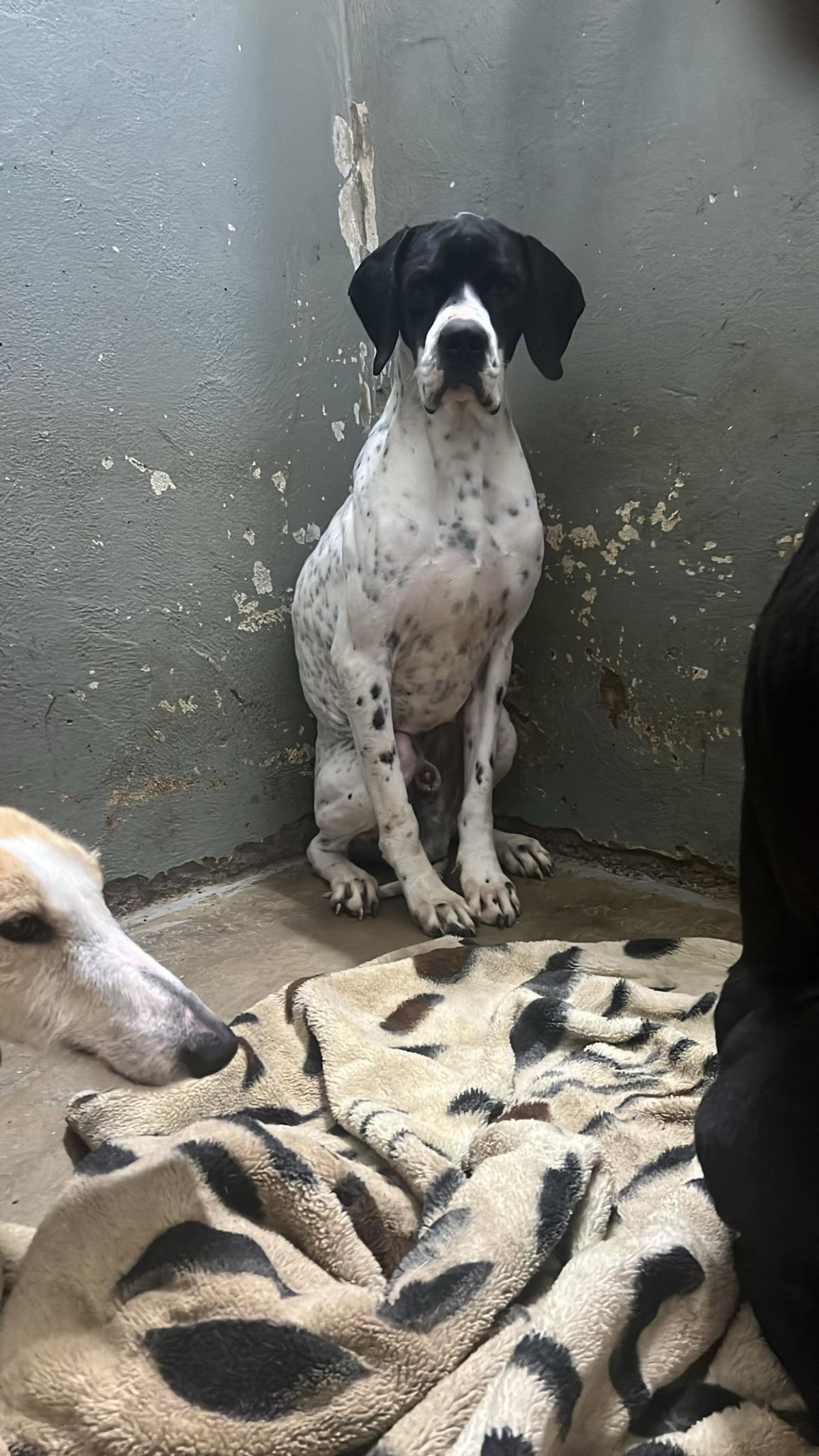 Perro abandonado en Cáceres.