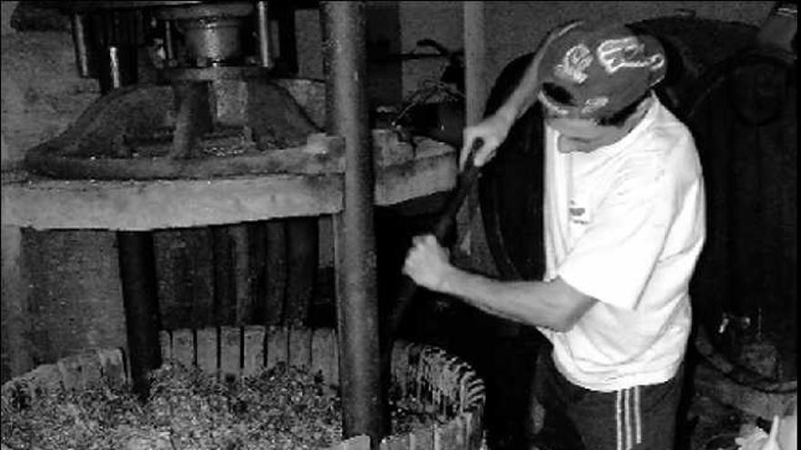 Imagen de

 una bodega de La Mata en plena elaboración del vino durante la presente campaña