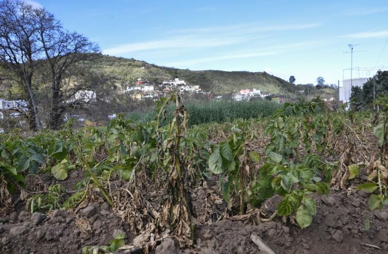 16/01/2019 VALLESECO. Frio y cosechas afectadas por las heladas en Valleseco. FOTO: J. PÉREZ CURBELO  | 16/01/2019 | Fotógrafo: José Pérez Curbelo
