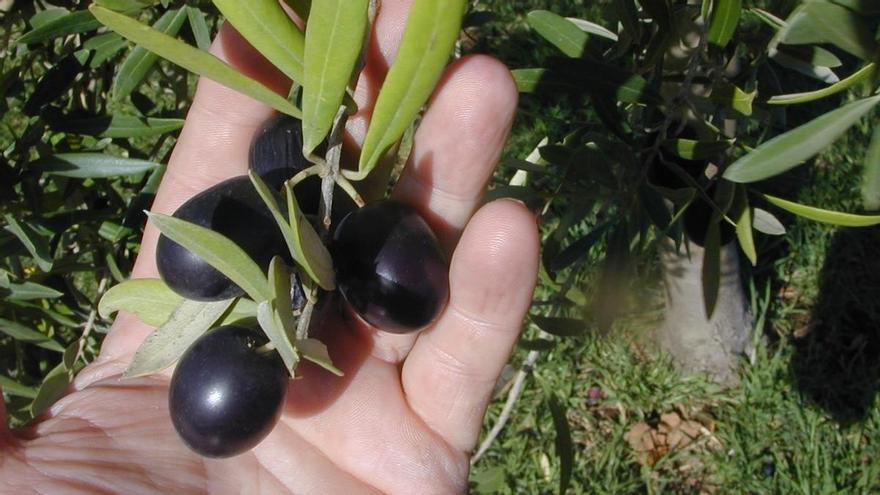 World Trade Organization |  Black olive: Europe reopens the dispute with the US over tariffs, which cost Spanish producers 280 million