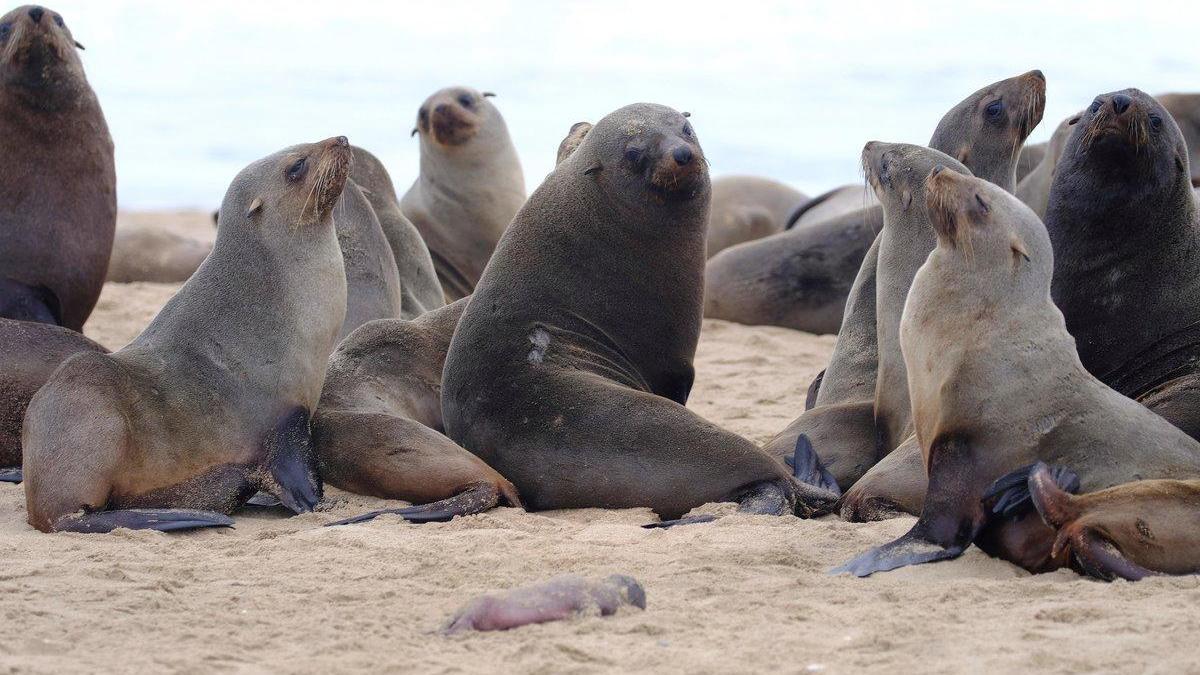 La misteriosa muerte de miles de lobos marinos en el sur de África