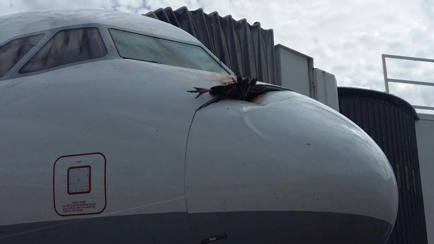 Un buitre negro se estrella contra un avión en Palma