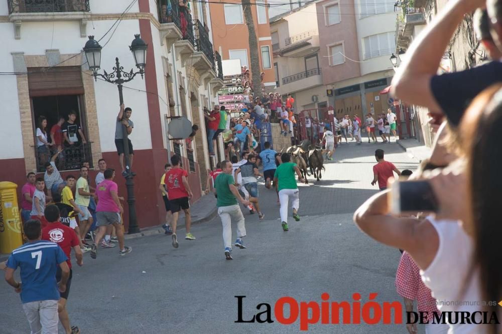 Última suelta de vacas en Moratalla