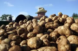 UPA-COAG denuncia el presunto "fraude de la patata" en estas dos cadenas de supermercado