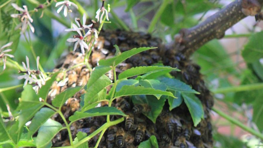 «Invasión» de abejas en pleno centro de Torrevieja