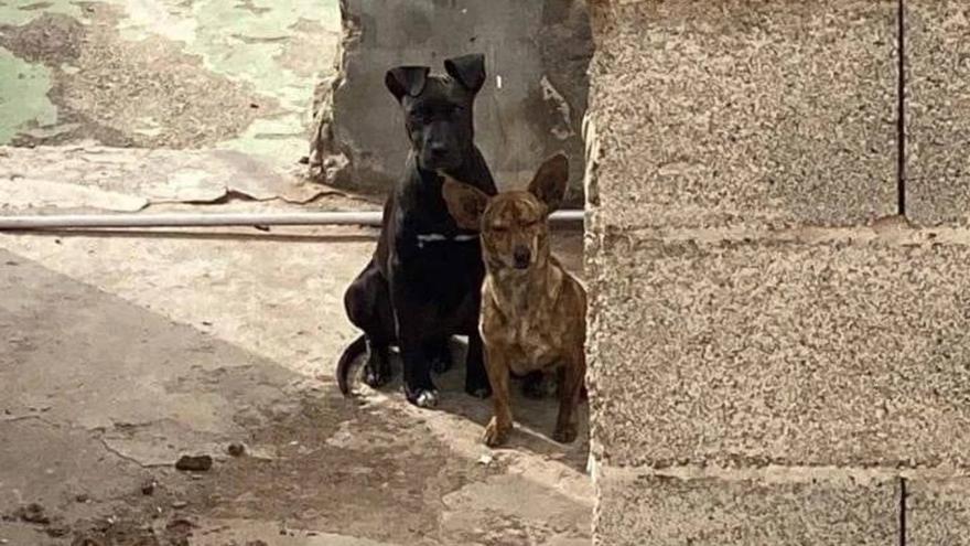 Rescatan a 38 perros en Arucas que presentaban desnutrición y daños