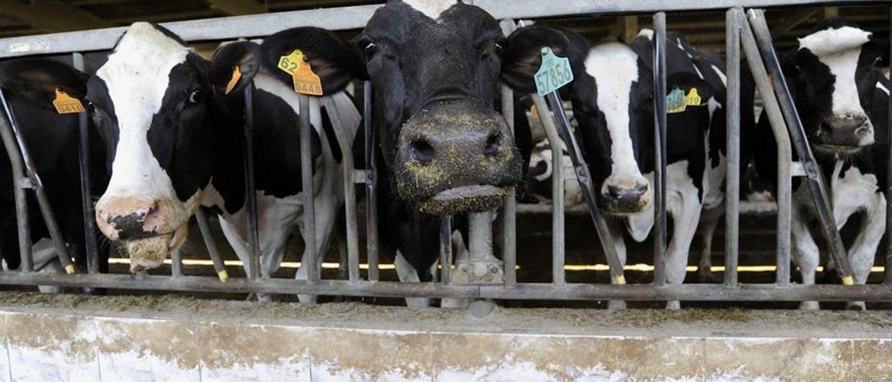 Vacas estabuladas en una ganadería.