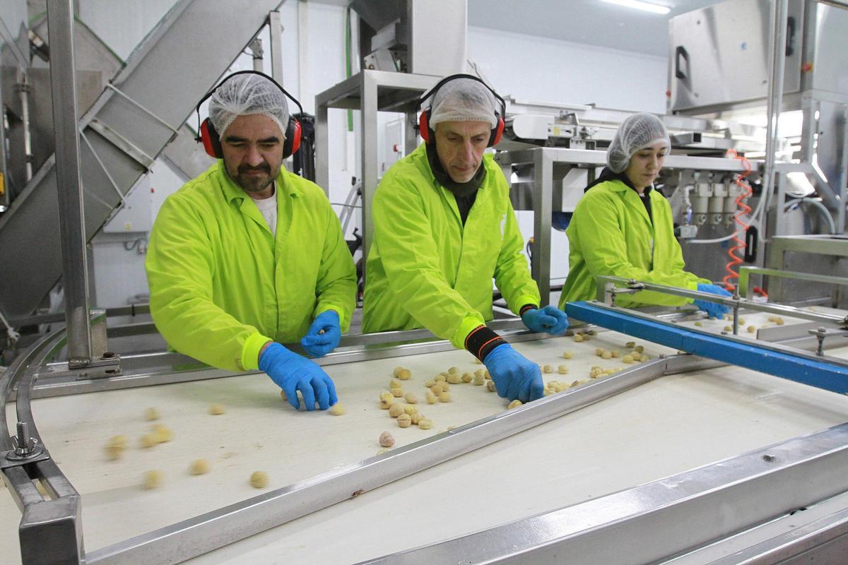 Línea de producción de la castaña, en la planta de Casa Quiroga en San Cibrao das Viñas.