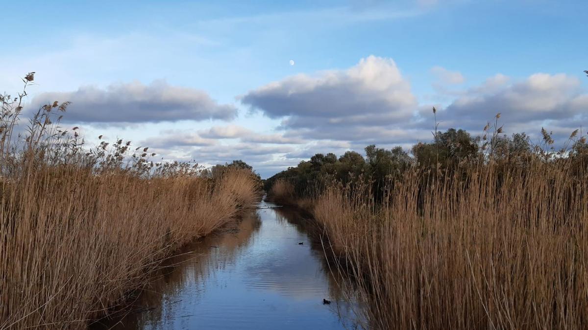 Una imagen de s'Albufera de Mallorca.