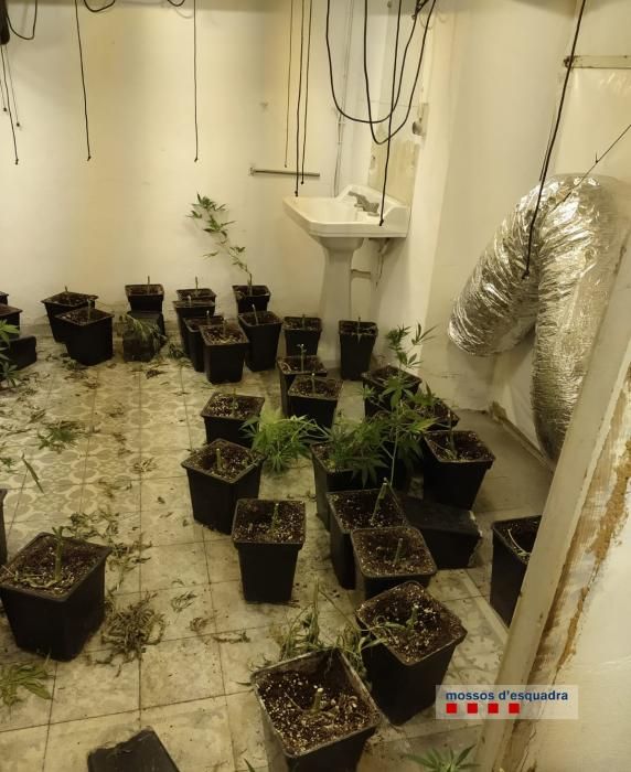 La policia va requisar més de 800 plantes de marihuana