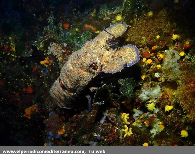 Submarinismo en Castellón