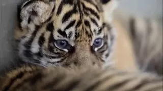 Un zoológico en Dinamarca pide donación de mascotas para alimentar a sus depredadores