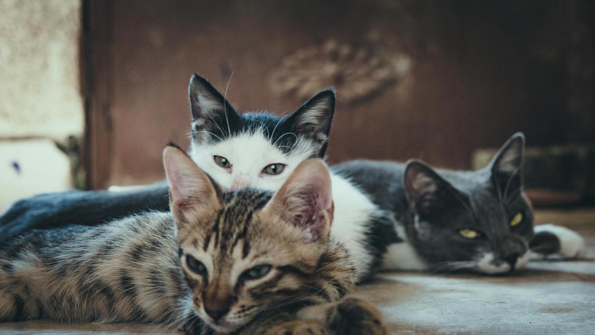 Gatos