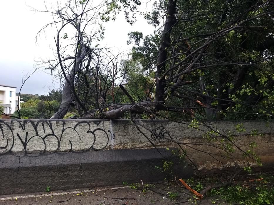 Los bomberos han tenido que actuar en el Camino de Casabermeja tras caer un árbol de grandes dimensiones a la calzada.