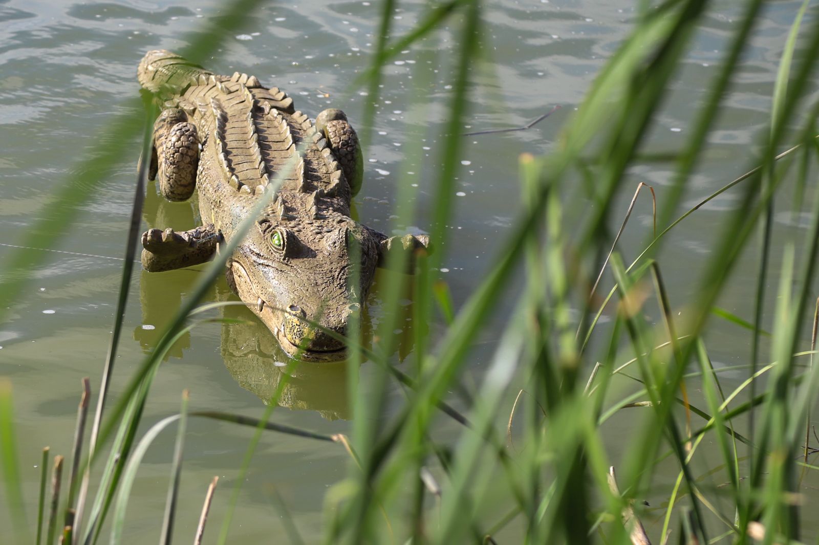 El caimán se echa al río