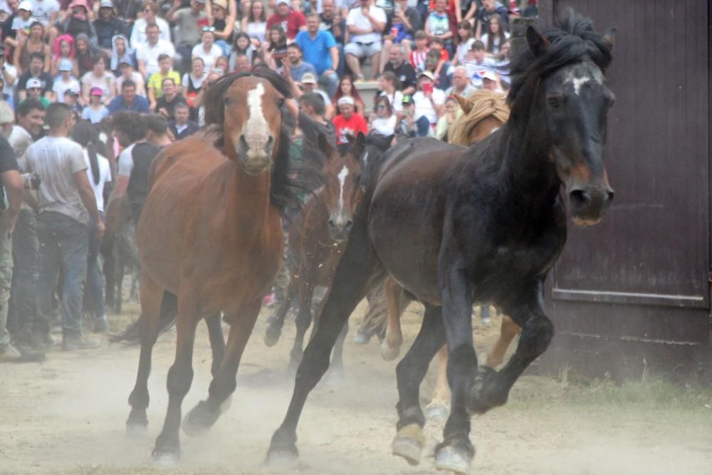 Lucha titánica en el segundo curro de la Rapa das Bestas. // Bernabé | J. C. Asorey