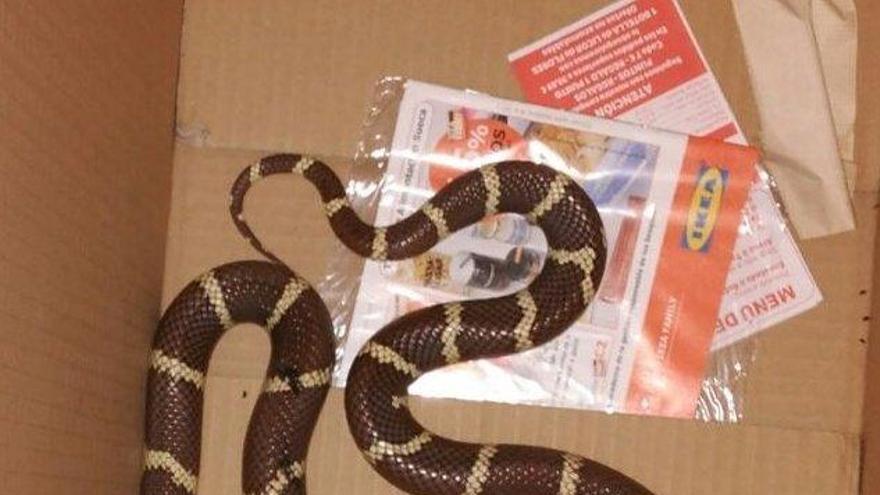 Aparece el propietario de la serpiente hallada en San José