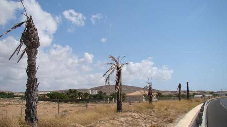 Una imagen de las palmeras secas en la Vía Parque de Elche-Alicante