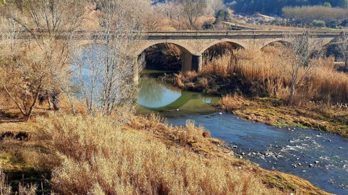 El tram del Burés, on ha crescut la canya americana  | AJ. CASTELLBELL