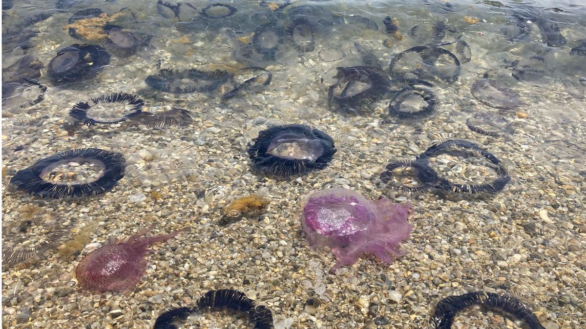 Gran acumulació de meduses a la zona del Port de la Selva