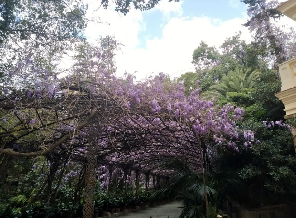 Floración en el Jardín de La Concepción.