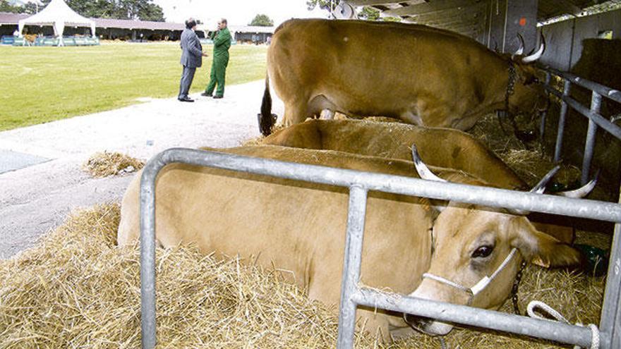 Los agricultores alertan de que el suelo de producción ecológica se reduce en Asturias