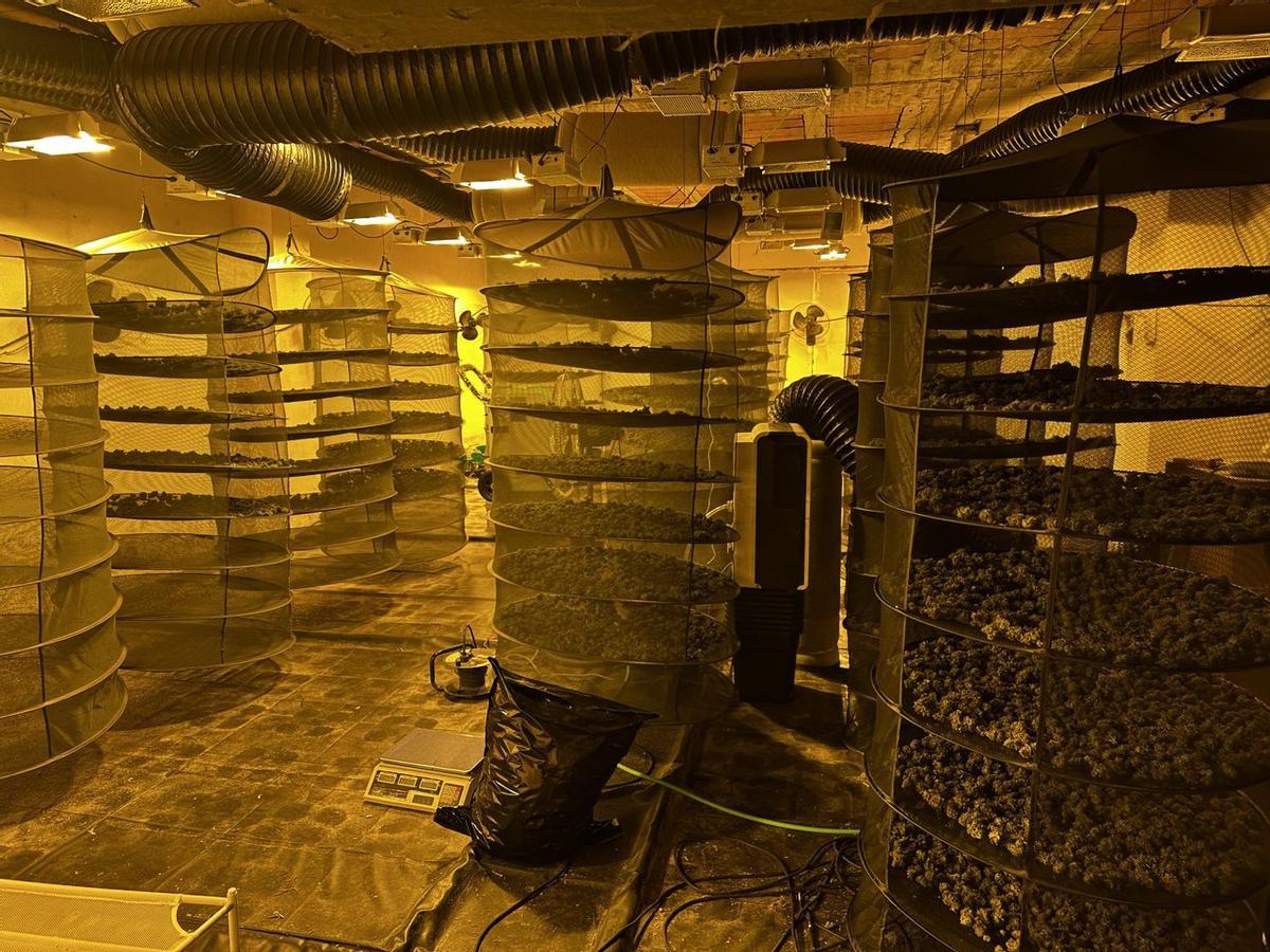 Els Mossos d'Esquadra en l'entrada i escorcoll a una nau de Sallent plena de marihuana