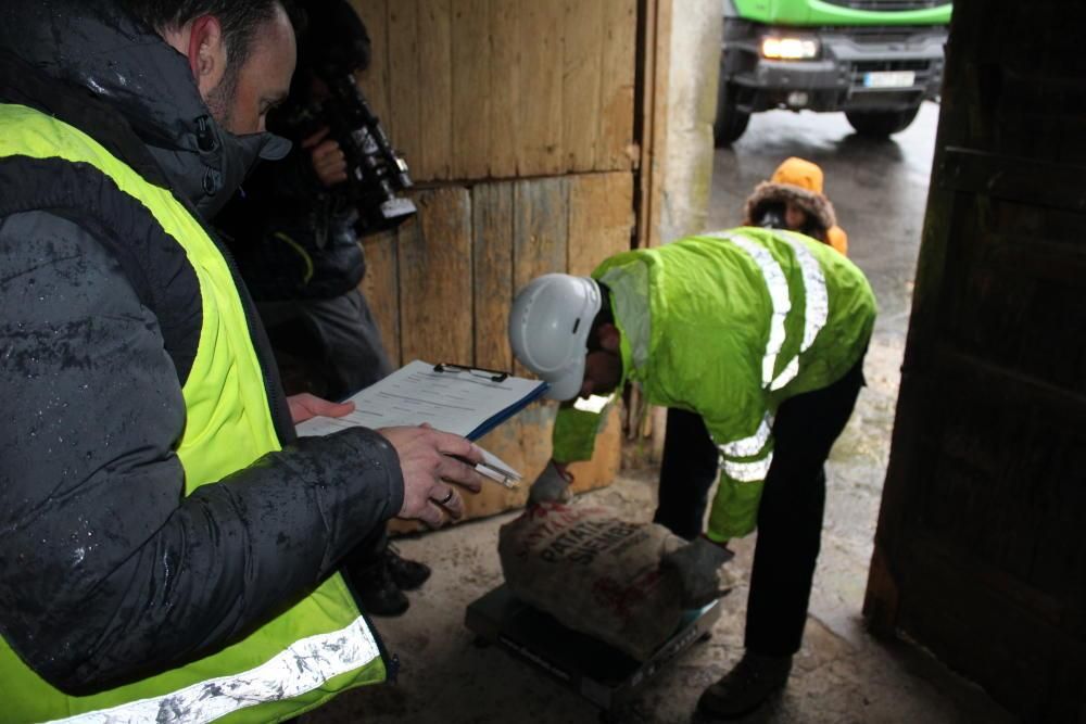 Comienza la recogida en Occidente de la patata afectada por la polilla