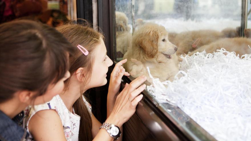 C&#039;s pretende que se regule la venta y cría de mascotas.