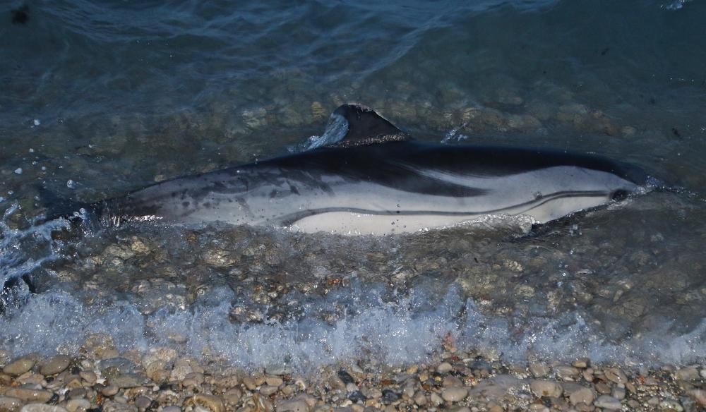 Retiren el dofí mort d'una platja de l'Escala