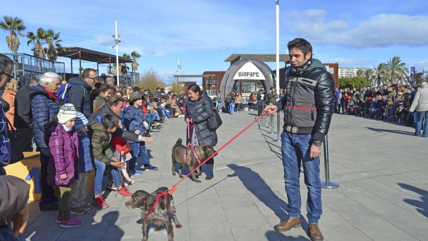 Medio centenar de perros buscan un nuevo hogar