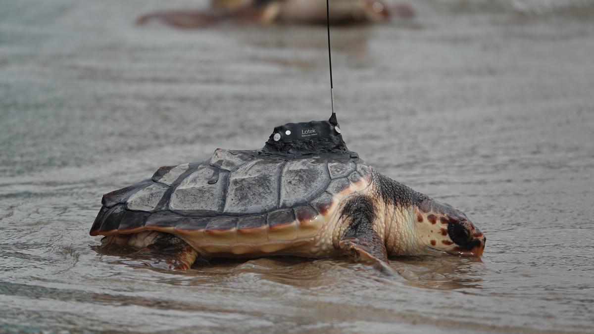 Las doce tortugas marinas del nido de Cullera vuelven al mar